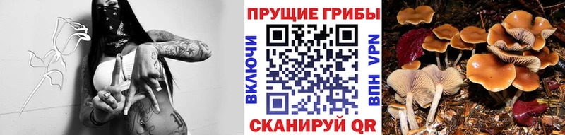 Купить  Великие Луки  Галлюциногенные грибы Magic Shrooms 